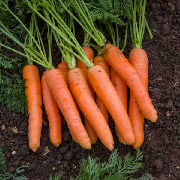 Potagères - Carotte Nantaise Améliorée 3 - BIO - face recto